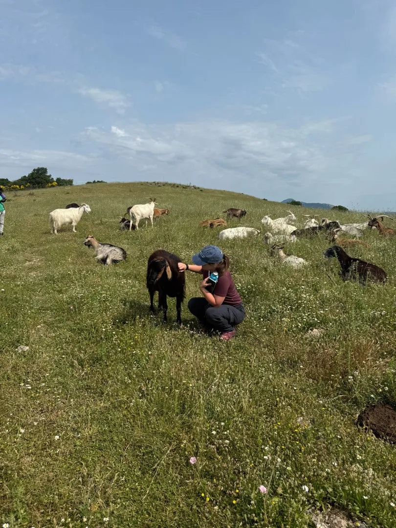 Milan Veterinary Health - Header