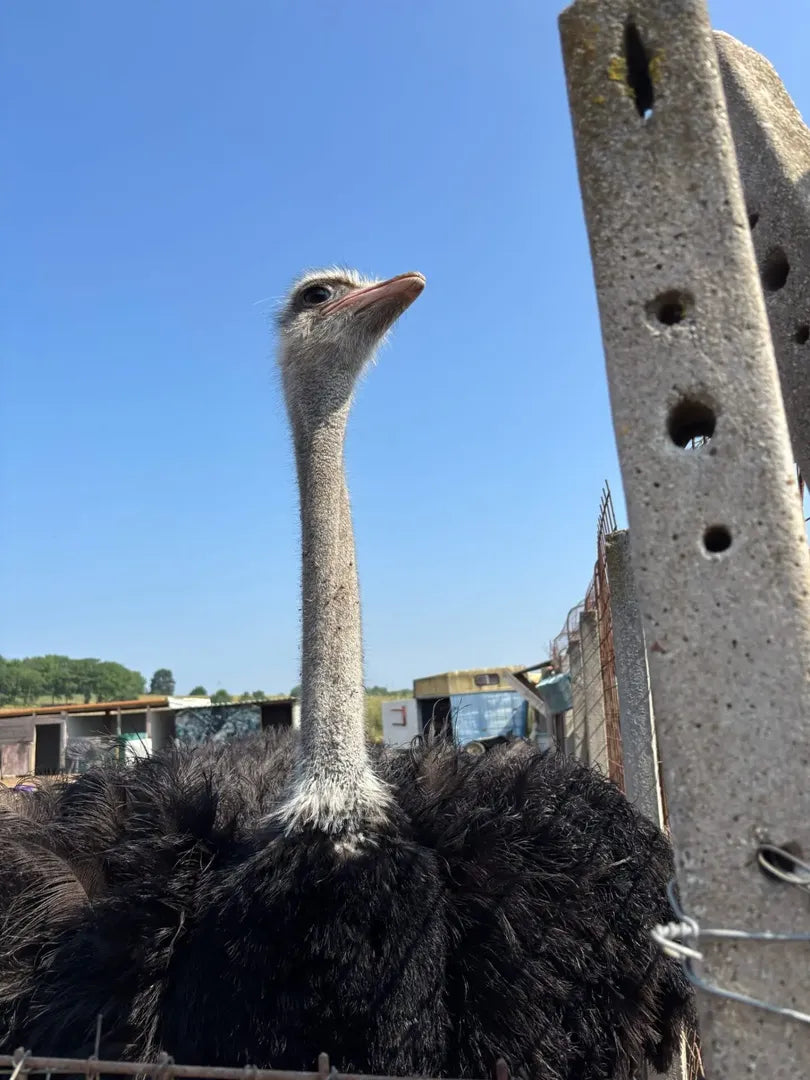 Milan Veterinary Health