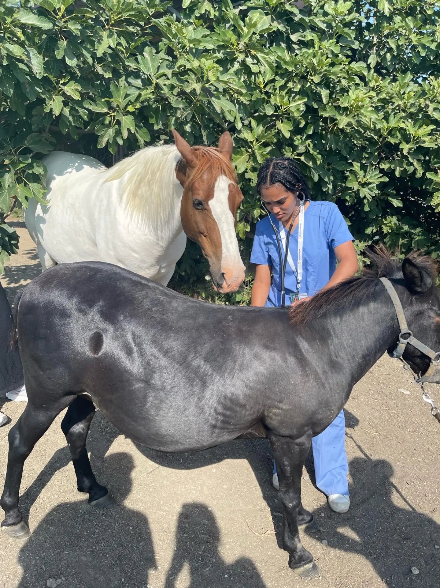 Florence Veterinary Health - Header