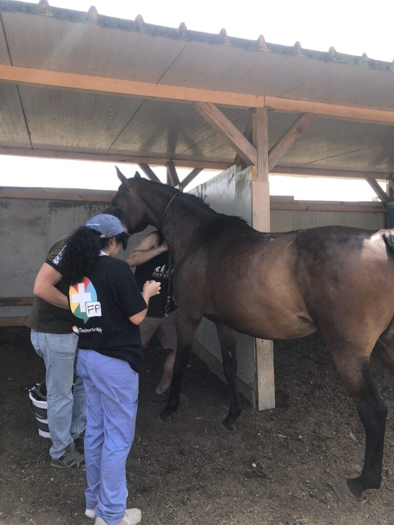 Students learning hoe to treat a horse.